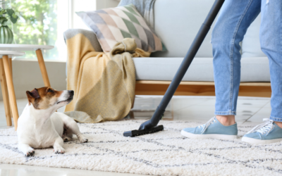 The Ultimate Guide to Carpet Cleaning Services for Homes and Businesses